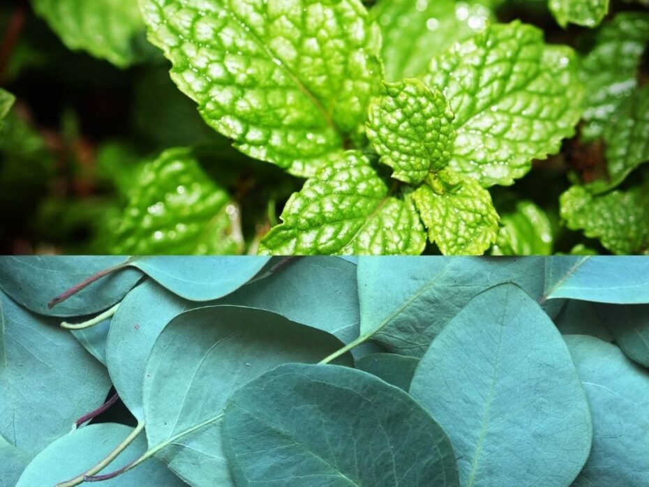 The Therapeutic Wonders of Peppermint and Eucalyptus